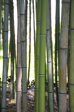 Bamboo Forestの写真素材