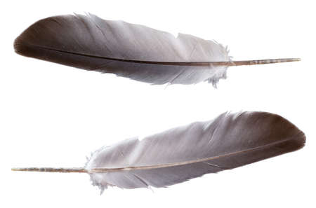 Macro photo of streptopelia pigeon's plume on isolated white background. Birds wing plume and quill concept.の写真素材