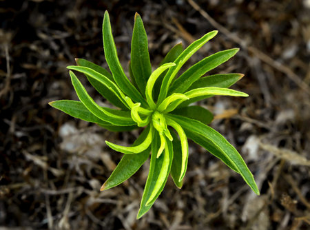 Top view macro photo of a green plant growing on the ground. Abstract nature concept.