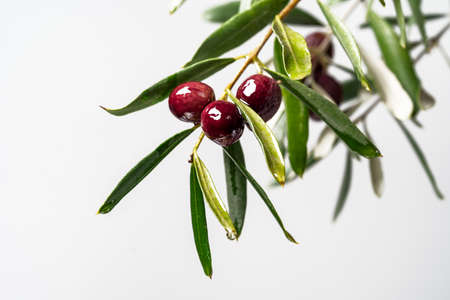 Close up photo of olive branch or twig. Ripe olives with green leaves as a symbol of Mediterranean diet concept.の写真素材