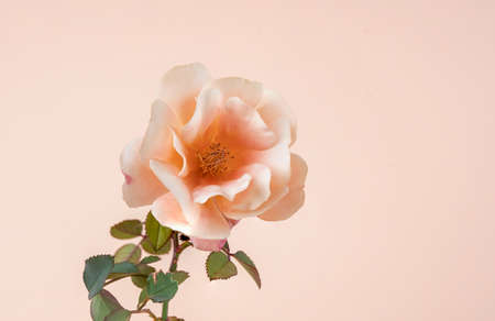 Close up photo of pastel pink colored rose on isolated background. Vintage or retro design concept.の写真素材