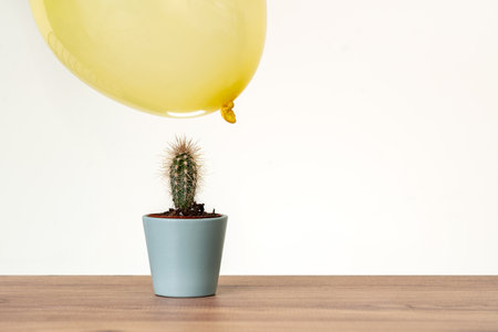 Balloons floatingon air close to cactus. Risk, danger zone, tense concept.の写真素材
