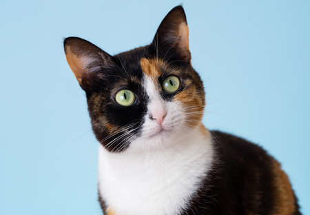 Close up photo of cat portrait on isolated blue background.の写真素材