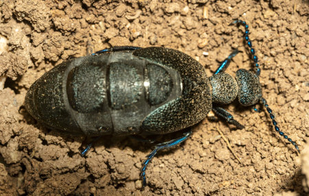 Top view macro photo of meloe proscarabaeus. blister beetleの写真素材