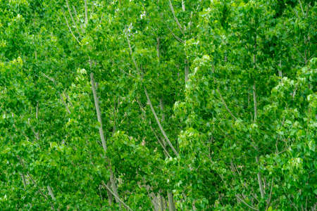 Close up photo of multiple poplar trees growing for wood timber or paper production as a raw material.の写真素材