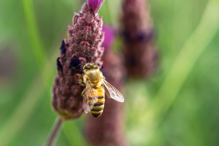 Macro photo of honey bee collecting pollen on topped or spanish lavender. Concept of ecological...