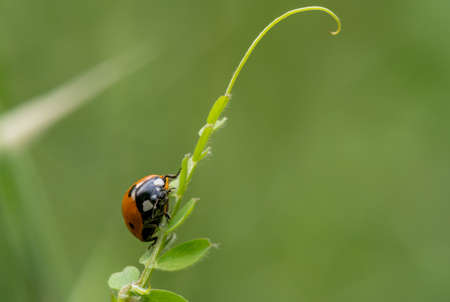 Close up photo of ladybug or beetle wandering on twig or plant.の写真素材