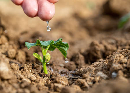 Farmer cultivating vegetables and watering bean sprout on agricultural field. Concept of new life and beginnings or investment on startup business.の写真素材