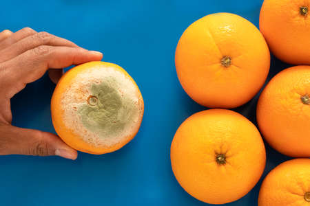 Rotten oranges on isolated blue background.の写真素材