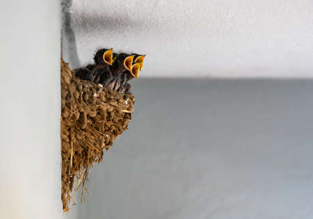Hungry newborn swallows screaming for food in the nest.の写真素材