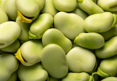 Close up photo of broad beans.の写真素材