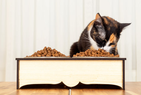 Domestic tabby cats feeding themselves. eating pet foodの写真素材