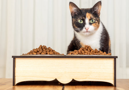 Domestic tabby cats feeding themselves. eating pet foodの写真素材