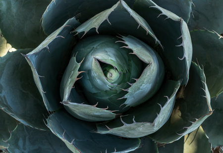 Close up top view photo of agave plant or cactus with leaves and needles as a seamless textured background. Detailed succulent pattern photo.の写真素材