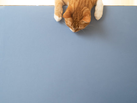 Close up photo of yellowish domestic tabby cat looking down for copy space or space for text. Concept of pet or domestic animals.の写真素材