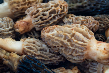 Fresh Morel Mushrooms in the market, close-up.の写真素材