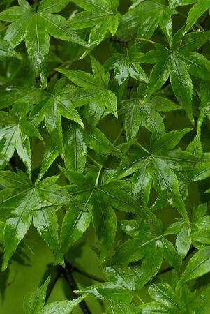 Maple Green Leavesの写真素材