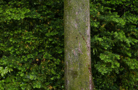 A Tree against Leaves backgroundの写真素材