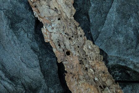 Lumber on the Stoneの写真素材