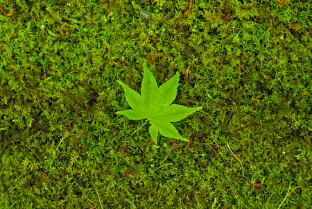 A green maple leaf on green grassの写真素材