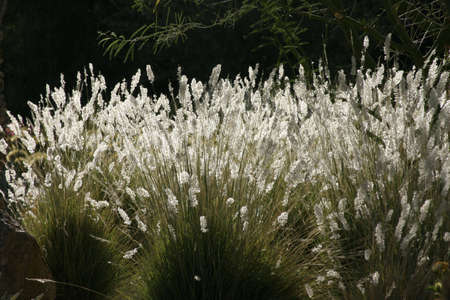 Grass blowing in the wind 01の写真素材