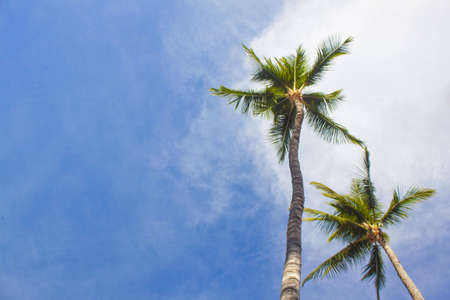 Palm trees from belowの写真素材