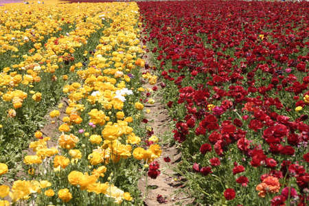 Red and yellow flower fieldの写真素材