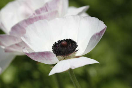 A purple poppy in a green fieldの写真素材