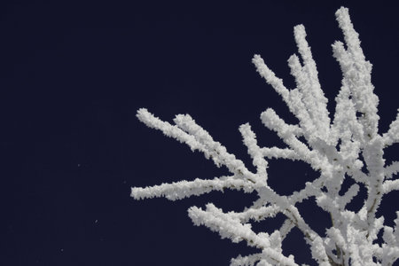 A gust of wind blows on a snow covered branch a few snow flakes fly off