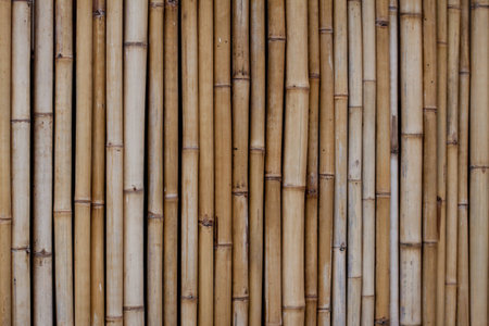 Afence made out of dry bambooの写真素材