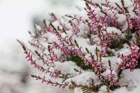 After an unexpected and early snow storm, flowers in a garden are completely covered in snowの写真素材