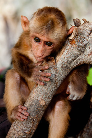 A baby monkey outside a cave on a beautiful Railay Beach, Krabi, Thailand