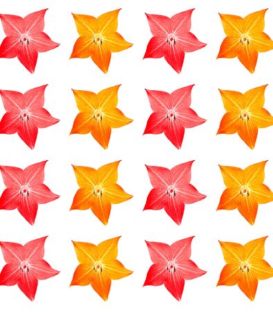 Seamless floral pattern with star-shaped orange and red flowers against a white background. Design wallpaper, fabrics, postal packaging, wall decor.の写真素材