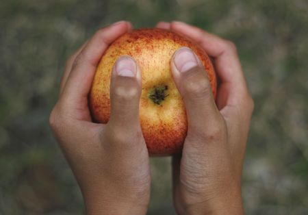 Red Appleの写真素材