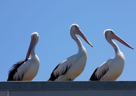Three Pelicansの写真素材