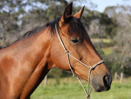 Australian Horse