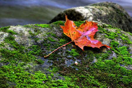 A closeup of an orange maple leaf in a stream in autumn