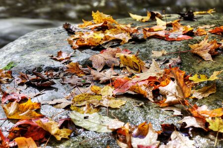 An orange maple leaf in a stream in autumnの写真素材
