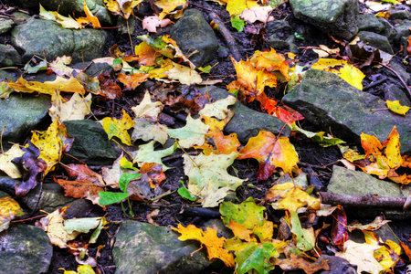 An orange maple leaf in a stream in autumnの写真素材