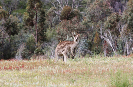 Australian Grey Kangaroo in the Tidbinbilla Nature Reserve, Canberraの写真素材