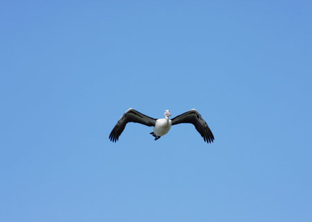Australian Pelican against vibrant blue sky backdropの写真素材