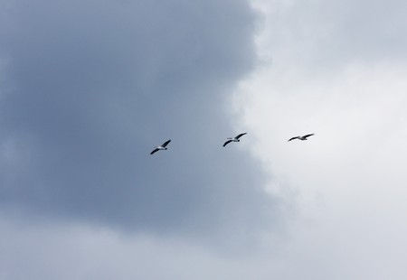 Australian Pelican against vibrant blue sky backdropの写真素材
