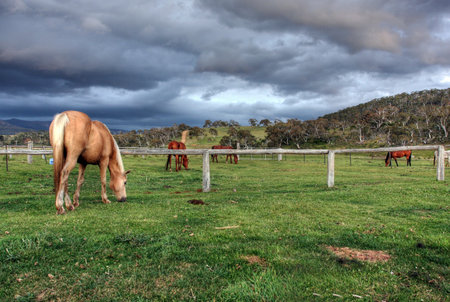 Snowy Mountains Horse Trekking Adventure in the Australian Outbackの写真素材