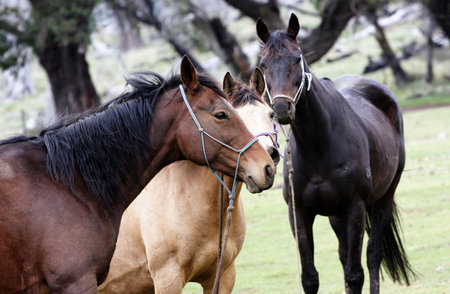 Australian Horse in the Bush while on a Horse Trekの写真素材