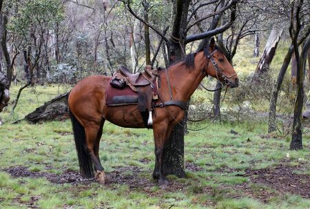 Australian Horse in the Bush while on a Horse Trekの写真素材