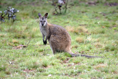 Australian Wallaby and joey, roaming free in the outback bushの写真素材
