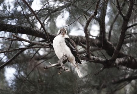 A native Kookaburra in Warrumbungle National Parkの写真素材