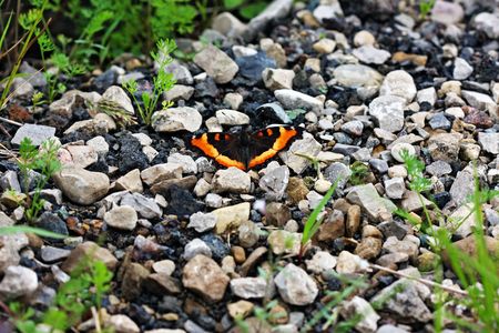 Butterfly against rocks and green grass
の写真素材