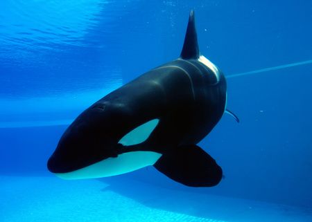 orca playing in a pool of blue waterの写真素材