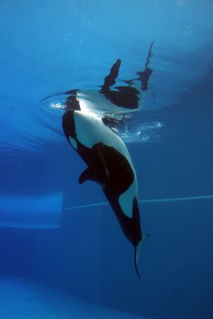 orca playing in a pool of blue waterの写真素材